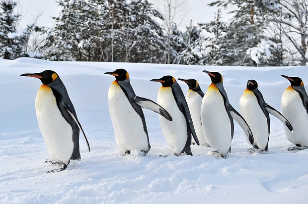 Znalezione obrazy dla zapytania pingwin