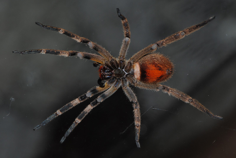 Странствующий паук фото