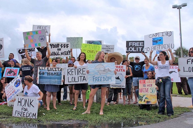 Celebryci z Miami próbują uwolnić orkę