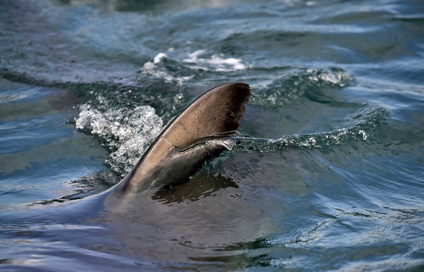 Australijczyk zmarł po ataku rekina
