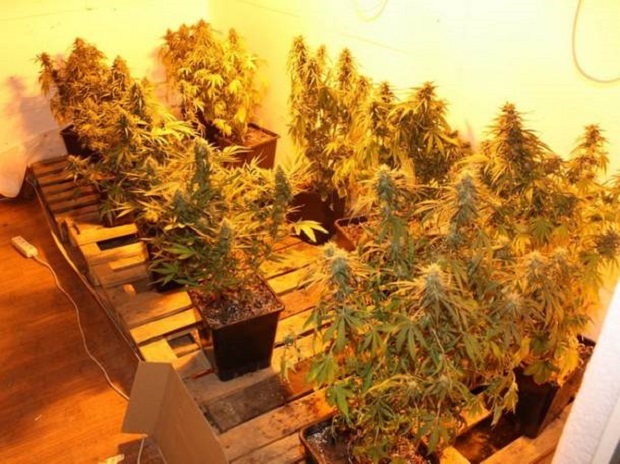 Plantacje marihuany w Nowym Tomyślu. Trzech mężczyzn zatrzymanych Plantacje marihuany w Nowym Tomyślu. Trzech mężczyzn zatrzymanych
