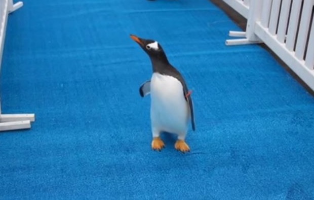 Marsz pingwinów w Detroit Zoo (wideo) Marsz pingwinów w Detroit Zoo (wideo)
