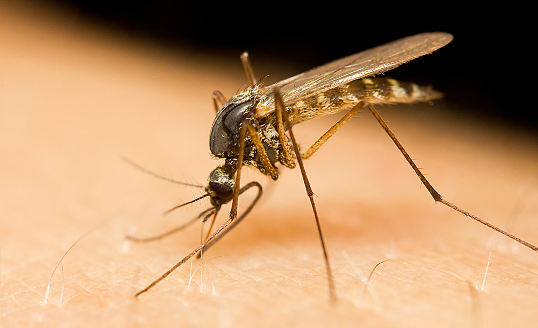 Wirus Zika szaleje w Wielkim Jabłku Wirus Zika szaleje w Wielkim Jabłku