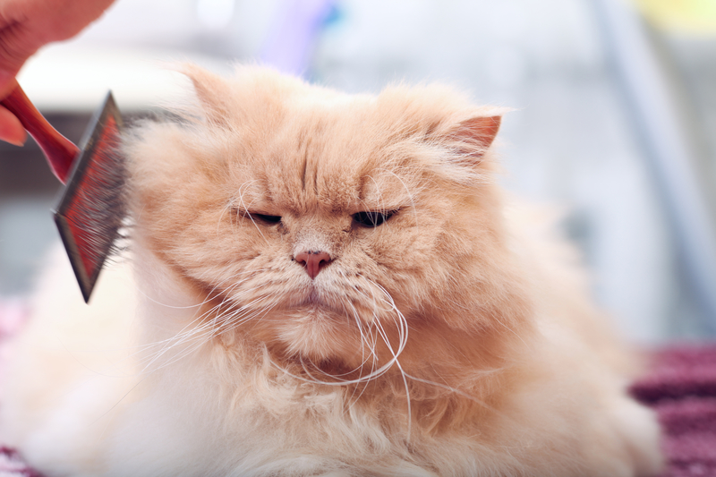 World Cat Show 2016 w Mińsku World Cat Show 2016 w Mińsku