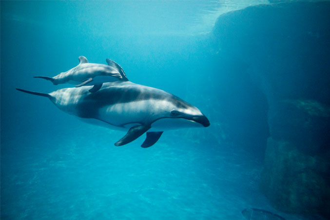 Dzieci wybierają imię dla delfina z Shedd Aquarium Dzieci wybierają imię dla delfina z Shedd Aquarium
