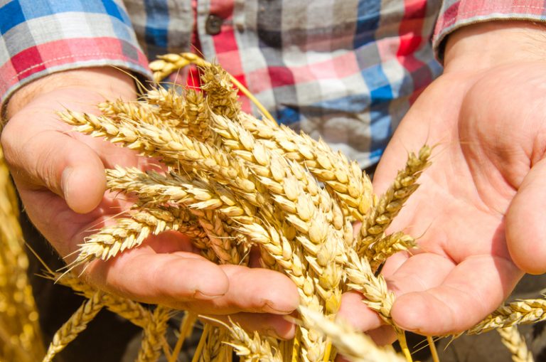 Chleba nie zabraknie? Plony są większe niż w roku ubiegłym, lepsza jest też jakość zboża