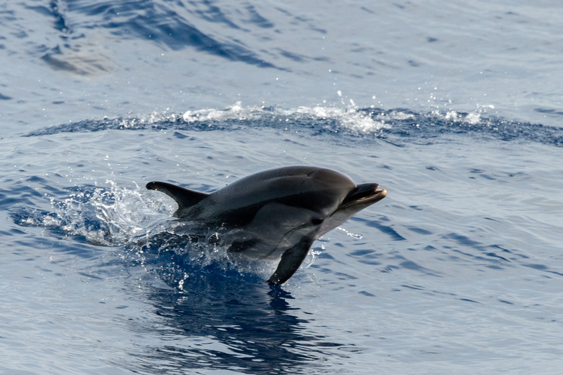 Delfin uratowany przez włoskiego rybaka Delfin uratowany przez włoskiego rybaka