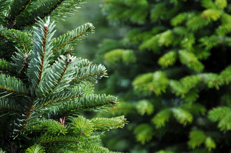 Wybrano oficjalne drzewko świąteczne stanu Michigan