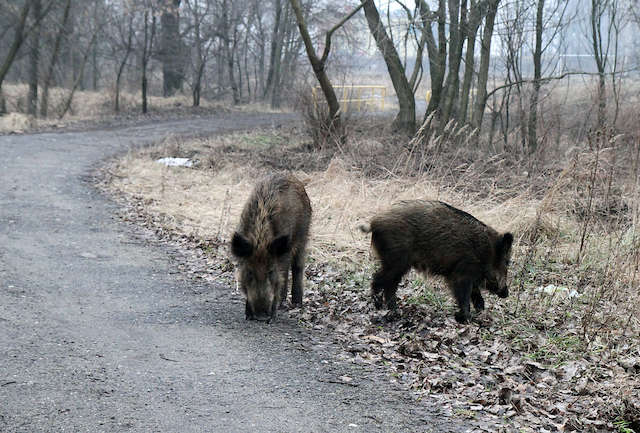 Polowania na dziki będą. Ale nie na 200 tysięcy – zabrał głos minister środowiska Polowania na dziki będą. Ale nie na 200 tysięcy – zabrał głos minister środowiska