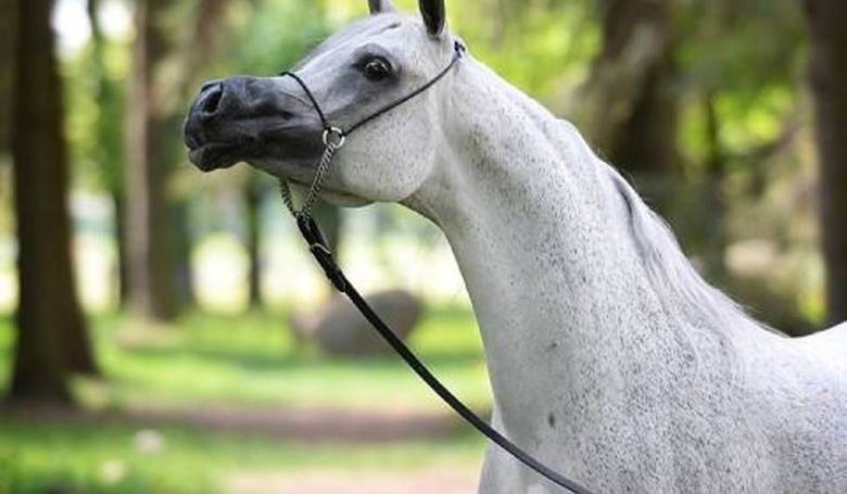 Лошадки 1 5. «Лошади»1. Пепита арабская лошадь. Один конь. Арабская кобыла жерёбая Коник.
