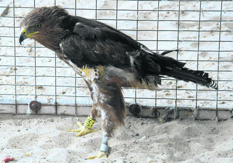 Najstarszy na świecie orlik krzykliwy mieszka w Świętokrzyskiem Najstarszy na świecie orlik krzykliwy mieszka w Świętokrzyskiem