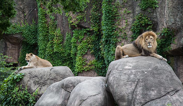 Mężczyzna w Lincoln Park Zoo próbował przedostać się do pawilonu z lwami Mężczyzna w Lincoln Park Zoo próbował przedostać się do pawilonu z lwami