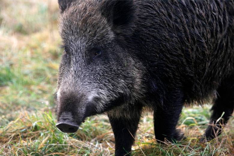Będą strzelać do dzików w parkach narodowych, oprócz Biebrzańskiego Będą strzelać do dzików w parkach narodowych, oprócz Biebrzańskiego