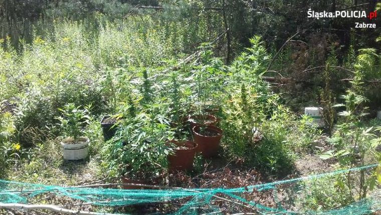 Zabrze: Policjanci zlikwidowali plantację marihuany Zabrze: Policjanci zlikwidowali plantację marihuany