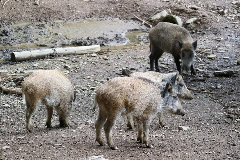 Lubelskie: Myśliwi odstrzelili tysiące dzików. Najnowsze dane Lubelskie: Myśliwi odstrzelili tysiące dzików. Najnowsze dane