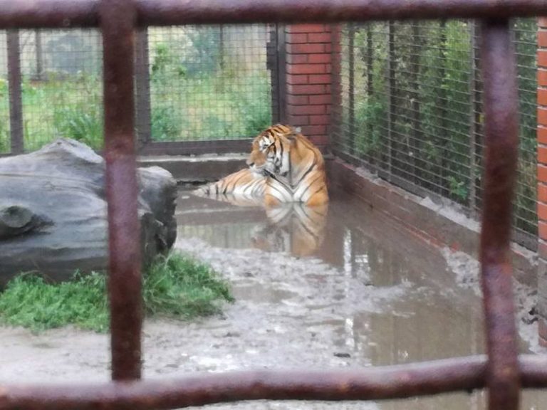 Tygrys zagryzł opiekuna wrocławskiego zoo. Sąd wskazał winnego tej tragedii