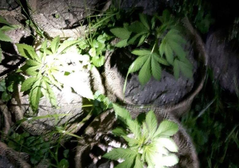 Policjanci z Katowic likwidują plantacje marihuany pod Częstochową, Bielsko-Białą i Kielcami Policjanci z Katowic likwidują plantacje marihuany pod Częstochową, Bielsko-Białą i Kielcami