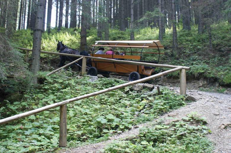 Tatry. Wóz z 12 pasażerami…? Organizacje prozwierzęce chcą zakazu wjazdu koni na Wiktorówki Tatry. Wóz z 12 pasażerami…? Organizacje prozwierzęce chcą zakazu wjazdu koni na Wiktorówki