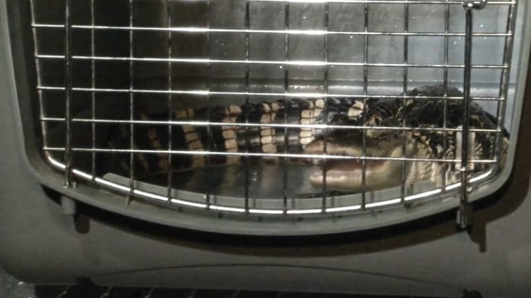 Podczas przeszukania domu w Albany Park znaleziono… aligatora