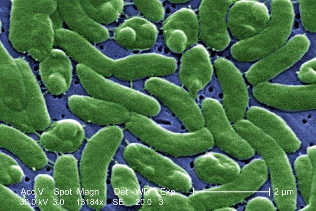 Niemcy: Śmiercionośna bakteria w Bałtyku. Nie żyje niemiecka plażowiczka, która kąpała się w morzu