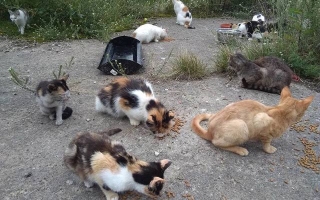 Gostyń: Starsza kobieta gotowała koty? Miały być pokarmem dla innych zwierząt