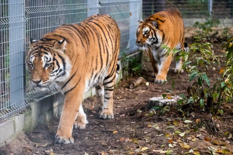 32-latek usłyszał zarzut znęcania się nad 10-cioma tygrysami