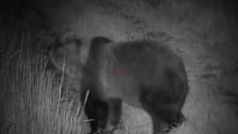 Jednocześnie 38 niedźwiedzi żerowało na polu u stóp Tatr