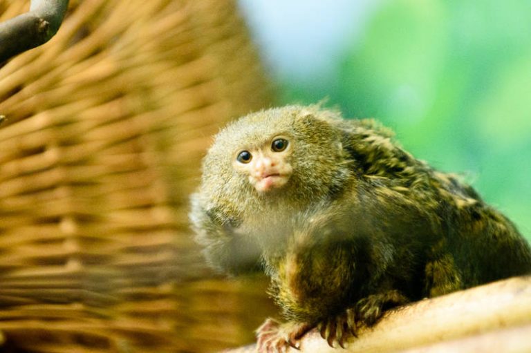 W toruńskim zoo urodziły się pigmejki – najmniejsze małpki świata