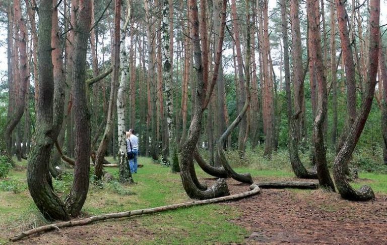 Tajemniczy Krzywy Las został uznany za jedno z najbardziej magicznych miejsc w Polsce