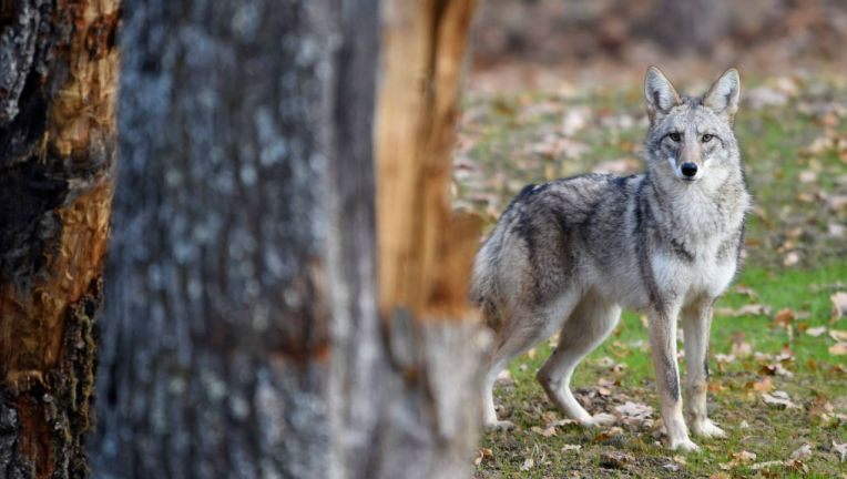 Kojot zaatakował 5-latka w Lincoln Park