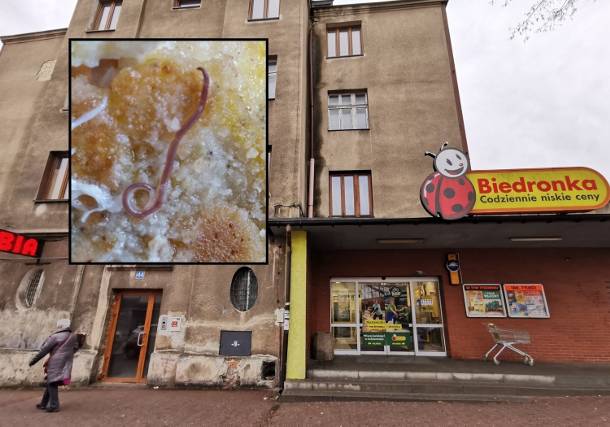 Robak w dorszu z Biedronki. "Produkt spełnia normy" - wiadomosci.com