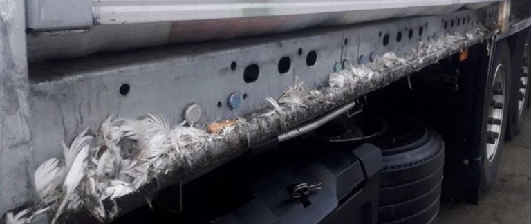Transport 10,5 tony nielegalnych odpadów w postaci kołder i poduszek wypełnionych pierzem