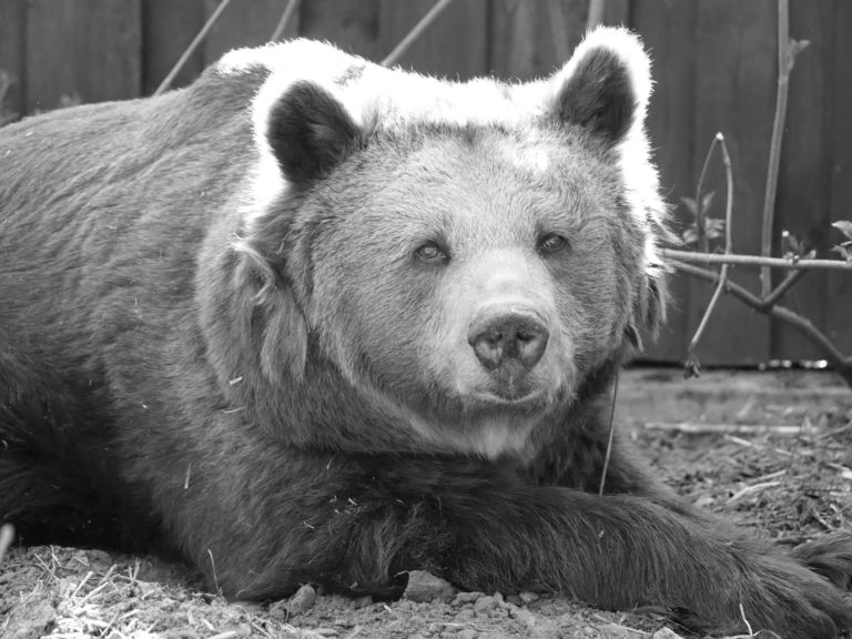 Nie żyje Tatra – 38-letnia niedźwiedzica ze stołecznego zoo