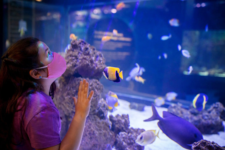 Mieszkańcy Illinois będą mogli skorzystać z bezpłatnego wstępu do Shedd Aquarium