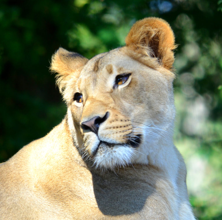 Nie żyje Cookie – lwica z zoo w Phoenix. Przeżyła 22 lata! Poznajcie jej historię…