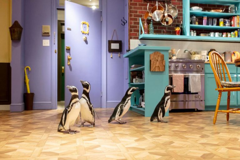 Pingwiny na wycieczce po muzeum „Friends” w Chicago