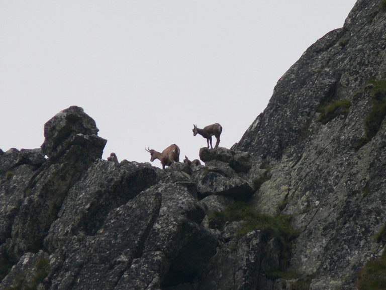 Tatry/ Przyrodnicy policzą kozice