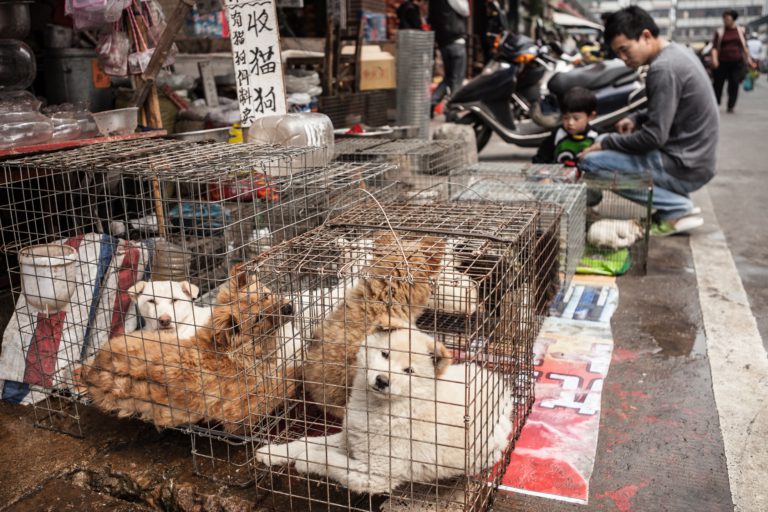 W Wietnamie co roku zabija się dla celów spożywczych nawet 5 mln psów