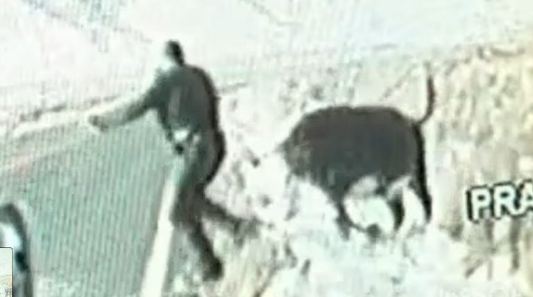 „Holy Cow!” – Byk omal nie stratował policjanta California Highway Patrol (VIDEO)