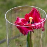 tulipan „Agata Kornhauser-Duda”