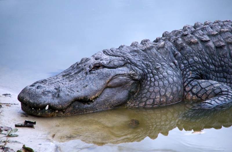 aligator