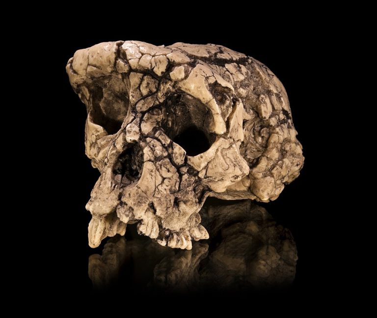 Najdawniejszy przodek człowieka, Sahelanthropus tchadensis, chodził wyprostowany