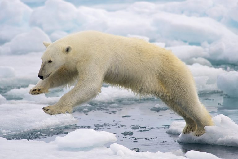 Niedźwiedź polarny na Alasce zabił dwie osoby
