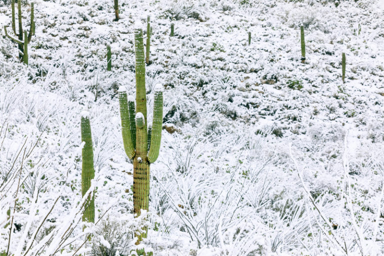 Arizona zatonęła w śniegu. W niektórych miejscach spadło nawet 20 cali!