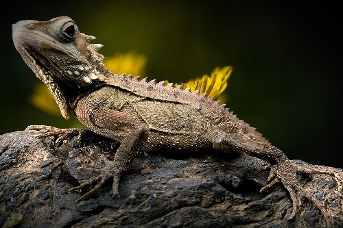 Lizard-article