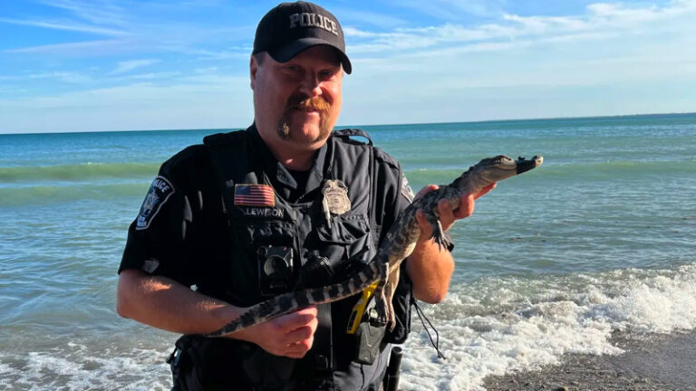 Aligator w jeziorze Michigan