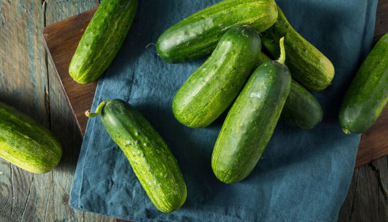 W Illinois potwierdzono zakażenia salmonellą po zjedzeniu ogórków z Florydy