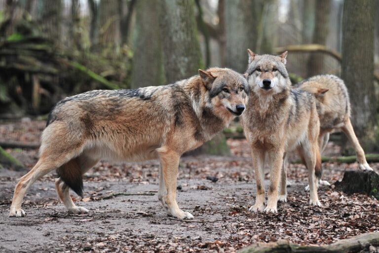 Watahy wilków sieją postrach w Kalifornii. Kilka powiatów ogłosiło stan wyjątkowy